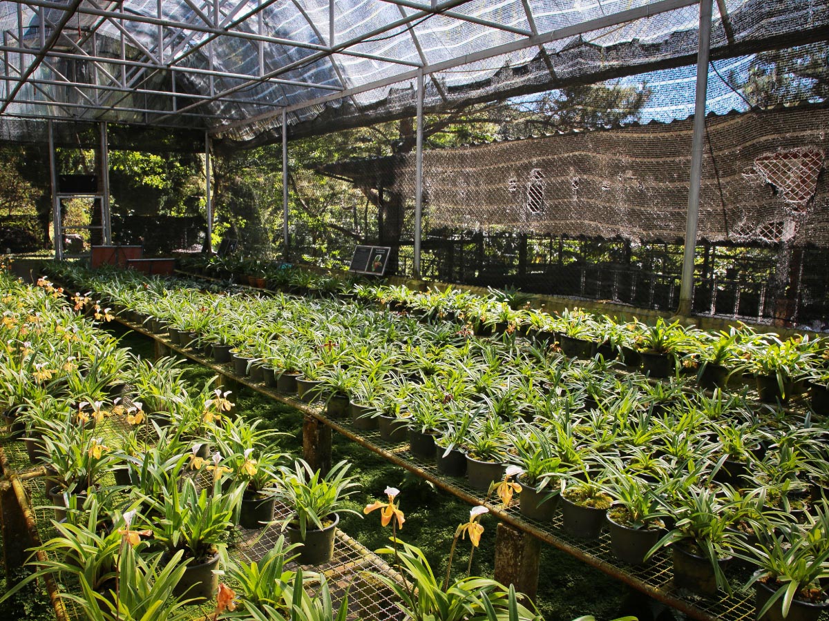 蘭花噴灌軟水